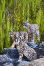 Nong Nooch Garden & Resort in chunburee, thailand. green garden